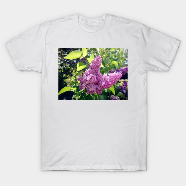 Lilacs bloom T-Shirt by Gourmetkater